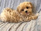Malti̇poo Ci̇nsi̇ Yavrular Ev Üreti̇mi̇
