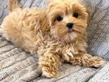 Malti̇poo Ci̇nsi̇ Yavrular Ev Üreti̇mi̇