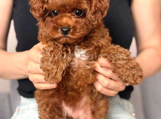 Toy Poodle Sevi̇mli̇ Yavrular Ev Üreti̇mi̇ görsel