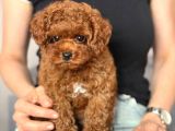 Toy Poodle Sevi̇mli̇ Yavrular Ev Üreti̇mi̇