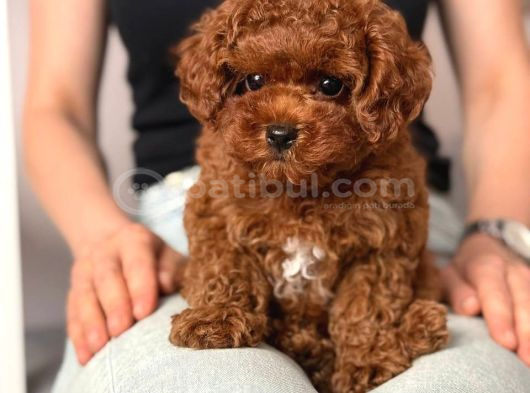 Toy Poodle Sevi̇mli̇ Yavrular Ev Üreti̇mi̇
