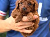 Toy Poodle Sevi̇mli̇ Yavrular Ev Üreti̇mi̇