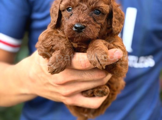 Toy Poodle Sevi̇mli̇ Yavrular Ev Üreti̇mi̇ görsel