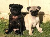 PUG MOPS YAVRULAR EV ÜRETİMİ