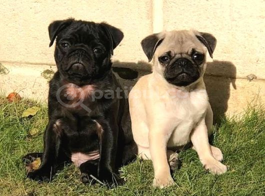PUG MOPS YAVRULAR EV ÜRETİMİ