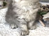 Silver Tabby Longhair Dişi