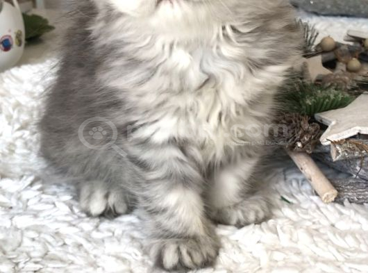 Silver Tabby Longhair Dişi görsel
