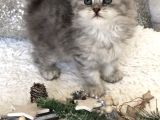 Silver Tabby longhair dişi