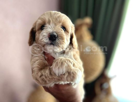 Maltipoo Safkan A Kalite