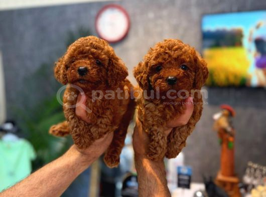 Irk Ve Sağlik Garanti̇li̇ Toy Poddle Yavrularimiz görsel