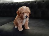 Maltipoo Safkan A Kalite