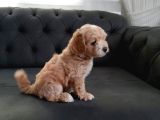 Maltipoo Safkan A Kalite