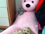 Maltipoo Kızımıza Ömürlük Yuva Arıyoruz