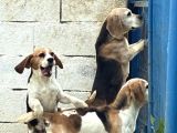 Beagle