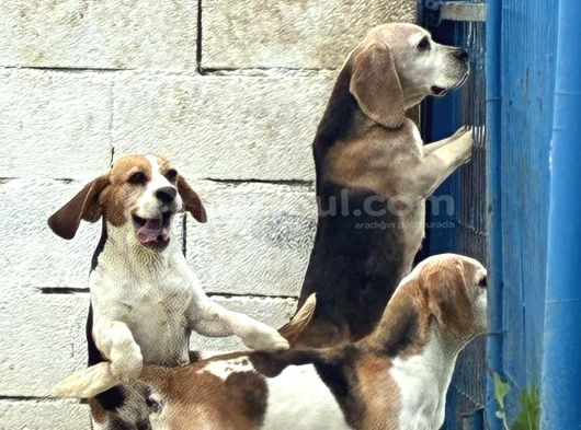 Beagle görsel