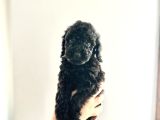 KENDİ KÖPEĞİMİN YAVRULARI TOY POODLE DIŞI VE ERKEK