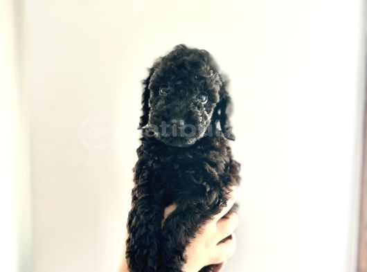 KENDİ KÖPEĞİMİN YAVRULARI TOY POODLE DIŞI VE ERKEK