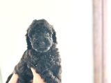Kendi̇ Köpeği̇mi̇n Yavrulari Toy Poodle Dişi Ve Erkek