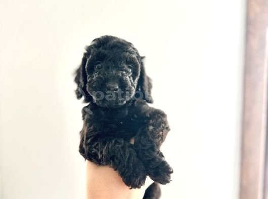 Kendi̇ Köpeği̇mi̇n Yavrulari Toy Poodle Dişi Ve Erkek görsel