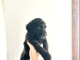 Kendi̇ Köpeği̇mi̇n Yavrulari Toy Poodle Dişi Ve Erkek