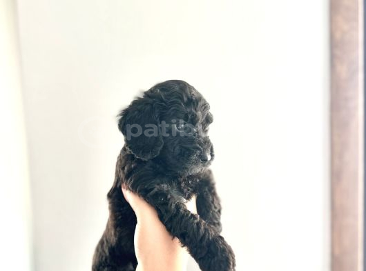 Kendi̇ Köpeği̇mi̇n Yavrulari Toy Poodle Dişi Ve Erkek görsel