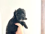 Kendi̇ Köpeği̇mi̇n Yavrulari Toy Poodle Dişi Ve Erkek
