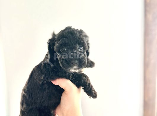 Kendi̇ Köpeği̇mi̇n Yavrulari Toy Poodle Dişi Ve Erkek görsel