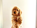 KENDİ KÖPEĞİMİN YAVRULARI TOY POODLE