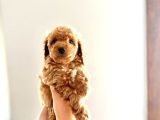Kendi̇ Köpeği̇mi̇n Yavrulari Toy Poodle