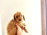 Kendi̇ Köpeği̇mi̇n Yavrulari Toy Poodle
