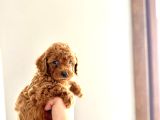 Kendi̇ Köpeği̇mi̇n Yavrulari Toy Poodle