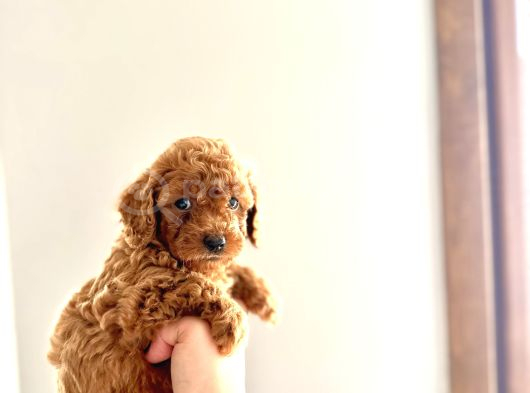 Kendi̇ Köpeği̇mi̇n Yavrulari Toy Poodle görsel
