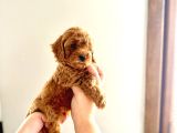 Kendi̇ Köpeği̇mi̇n Yavrulari Toy Poodle