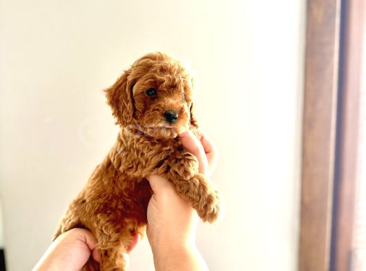 Kendi̇ Köpeği̇mi̇n Yavrulari Toy Poodle görsel