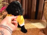 Kızıl Siyah Ve Silver Toy Poodle Yavrularım