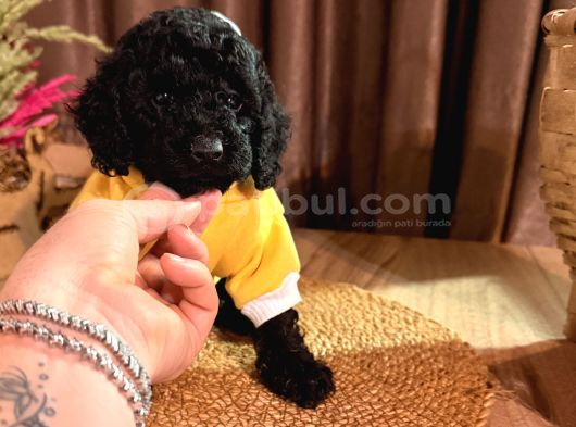 Kızıl Siyah Ve Silver Toy Poodle Yavrularım görsel