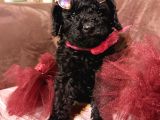 Kızıl Siyah Ve Silver Toy Poodle Yavrularım