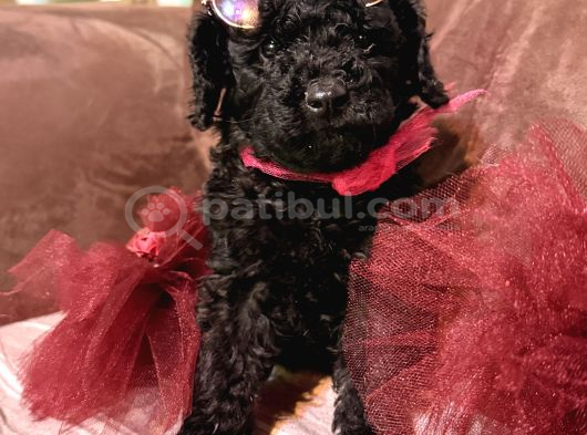 Kızıl Siyah Ve Silver Toy Poodle Yavrularım görsel