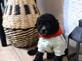 Kızıl Siyah Ve Silver Toy Poodle Yavrularım