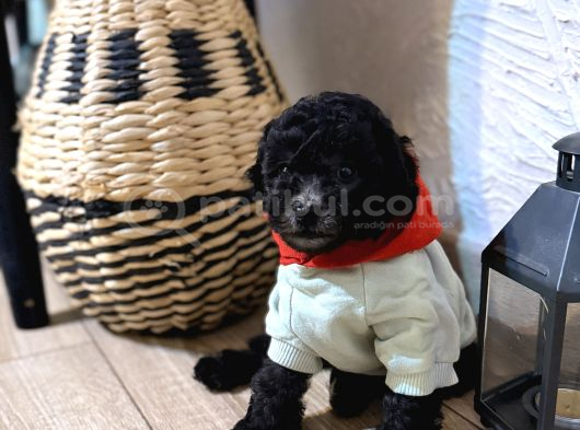 Kızıl Siyah Ve Silver Toy Poodle Yavrularım görsel