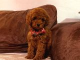 Kızıl Siyah Ve Silver Toy Poodle Yavrularım