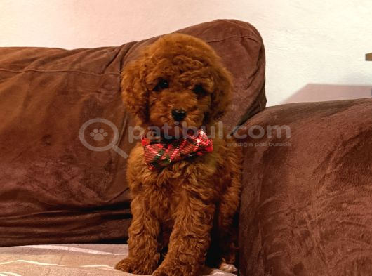 Kızıl Siyah Ve Silver Toy Poodle Yavrularım görsel