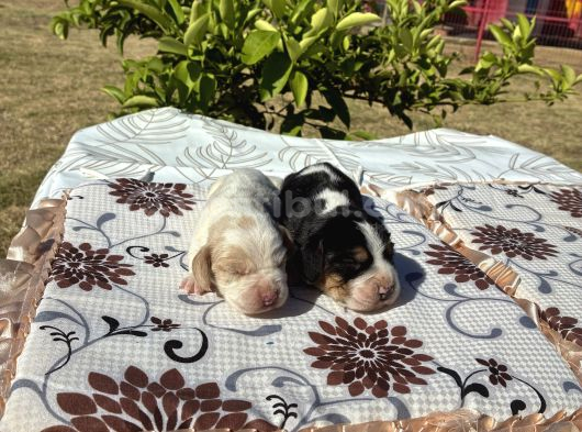 Beagle