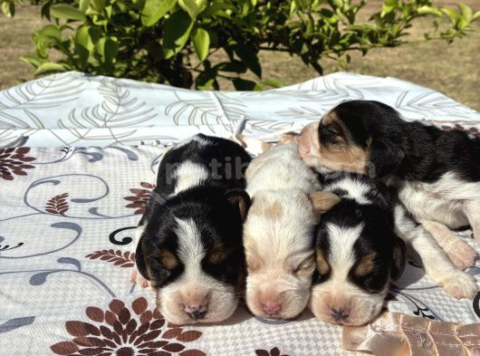 Beagle görsel