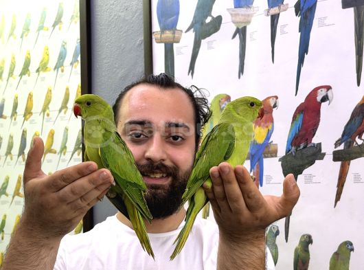 Bebek Yavru Paki̇stan Papağanlarimiz