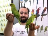 Bebek Yavru Paki̇stan Papağanlarimiz