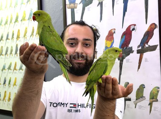 Bebek Yavru Paki̇stan Papağanlarimiz görsel