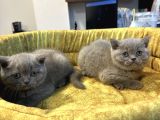 Mükemmel Güzelliktd Uygun British Shorthair Yavrularımız