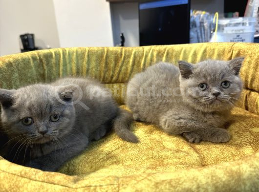 Mükemmel Güzelliktd Uygun British Shorthair Yavrularımız görsel