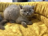 Mükemmel güzelliktd uygun british shorthair yavrularımız